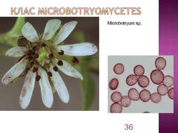 Microbotryum sp. 36 