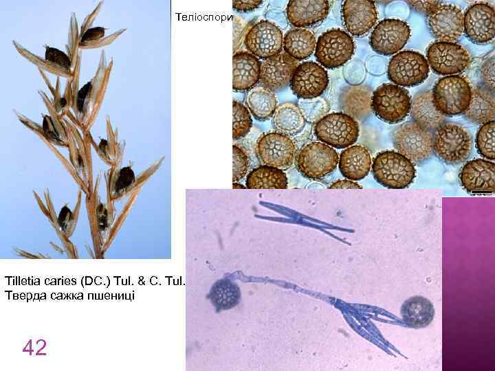 Теліоспори Tilletia caries (DC. ) Tul. & C. Tul. Тверда сажка пшениці 42 