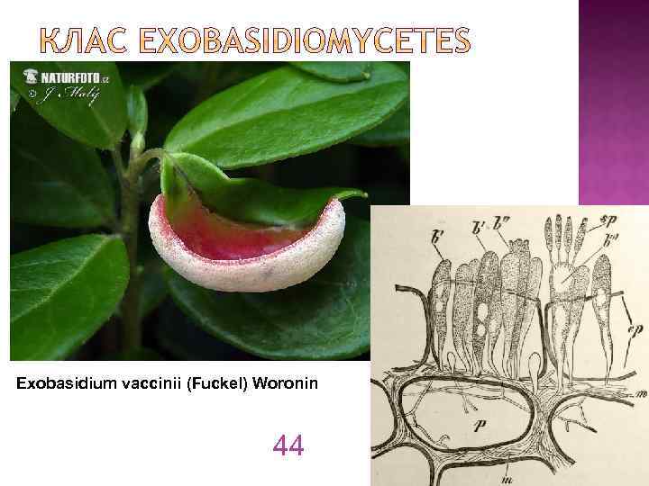 Exobasidium vaccinii (Fuckel) Woronin 44 