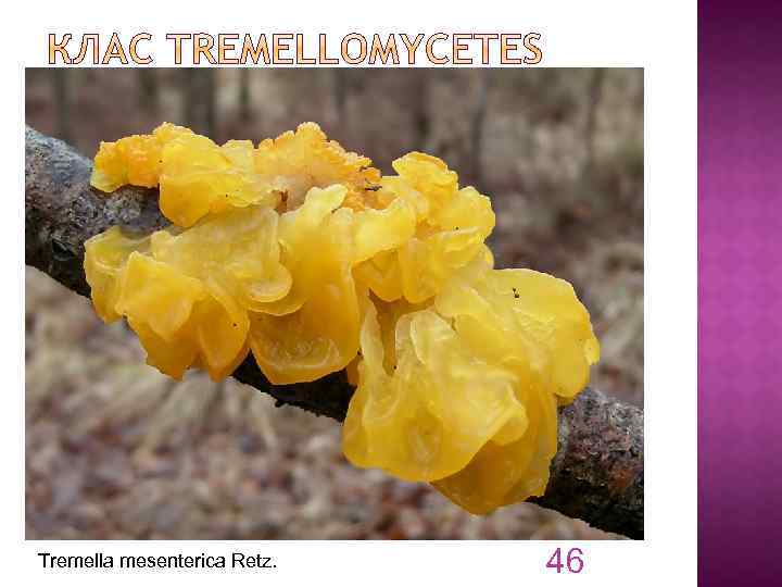 Tremella mesenterica Retz. 46 