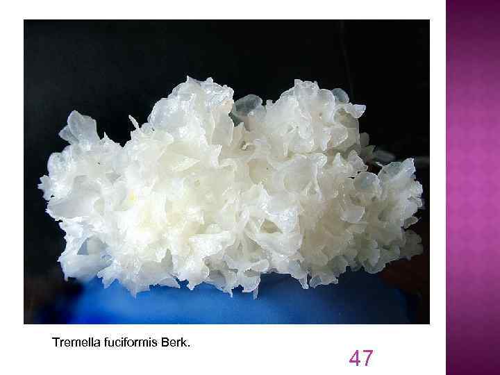 Tremella fuciformis Berk. 47 