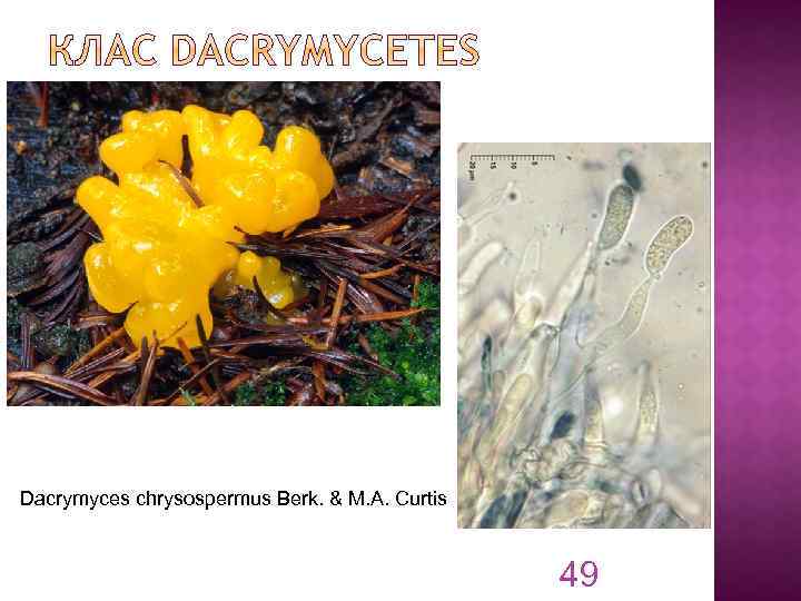 Dacrymyces chrysospermus Berk. & M. A. Curtis 49 