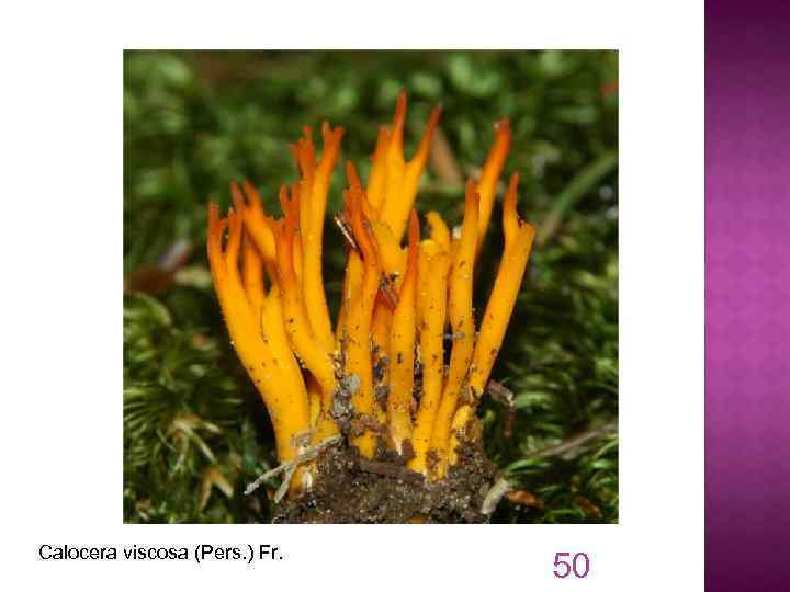 Calocera viscosa (Pers. ) Fr. 50 