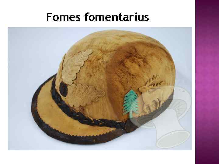 Fomes fomentarius 