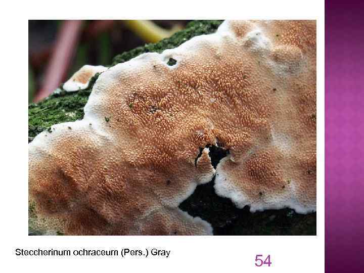 Steccherinum ochraceum (Pers. ) Gray 54 