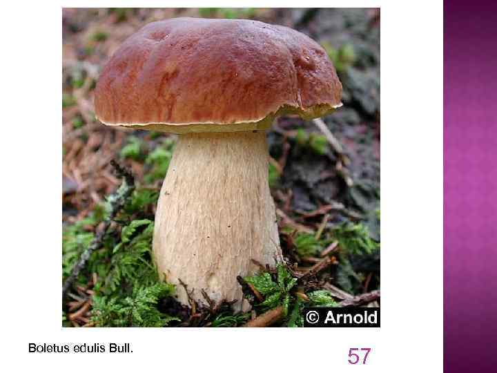 Boletus edulis Bull. 57 