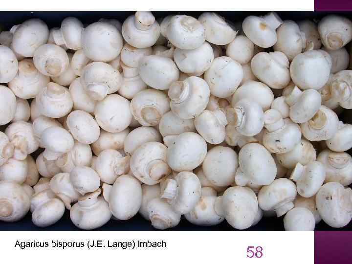 Agaricus bisporus (J. E. Lange) Imbach 58 