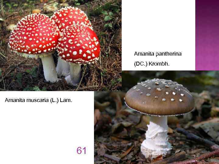 Amanita pantherina (DC. ) Krombh. Amanita muscaria (L. ) Lam. 61 