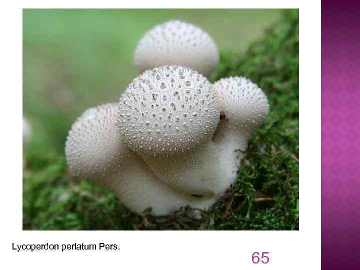 Lycoperdon perlatum Pers. 65 