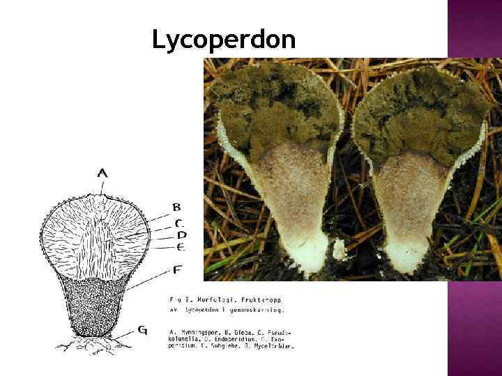 Lycoperdon 