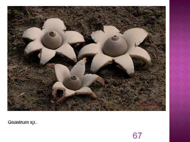 Geastrum sp. 67 