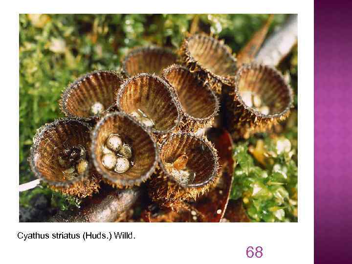 Cyathus striatus (Huds. ) Willd. 68 