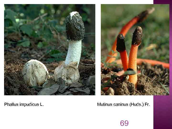 Phallus impudicus L. Mutinus caninus (Huds. ) Fr. 69 