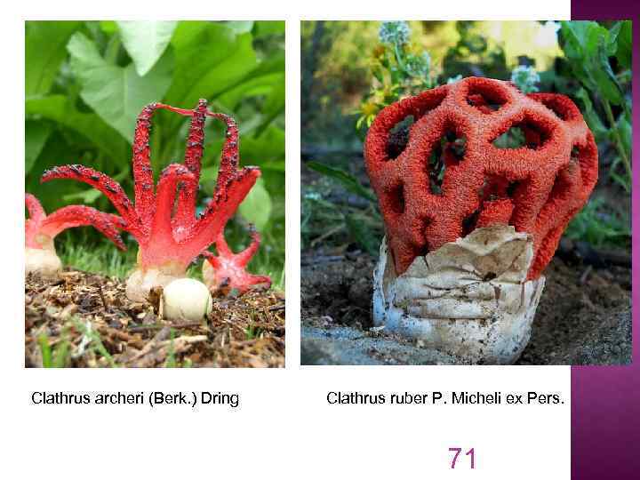 Clathrus archeri (Berk. ) Dring Clathrus ruber P. Micheli ex Pers. 71 