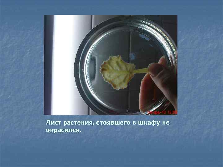 Лист растения, стоявшего в шкафу не окрасился. 