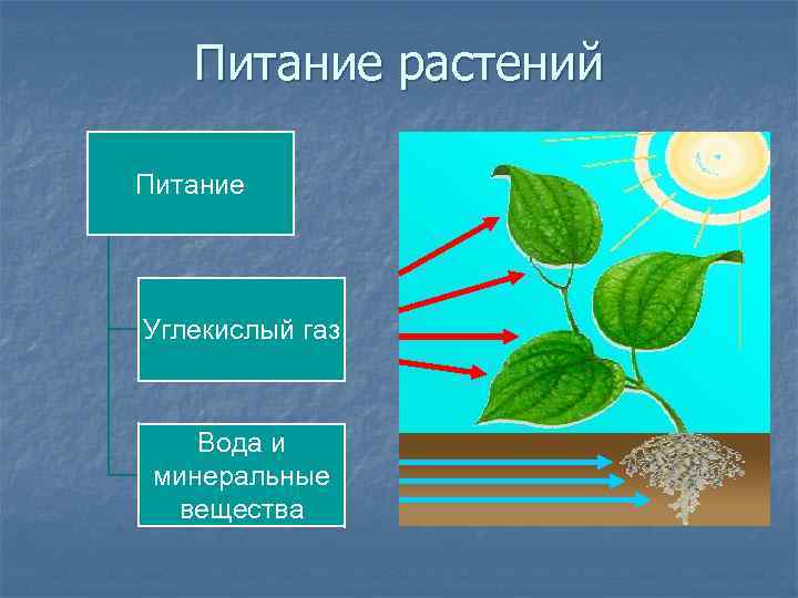 При фотосинтезе растения поглощают воду и кислород. Питание растений. Схема питания растений. Углекислый ГАЗ для питания растений.