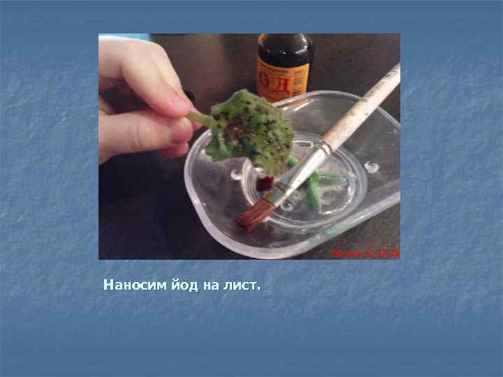 Наносим йод на лист. 