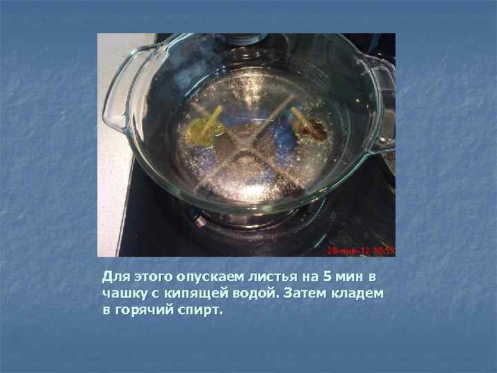 Для этого опускаем листья на 5 мин в чашку с кипящей водой. Затем кладем
