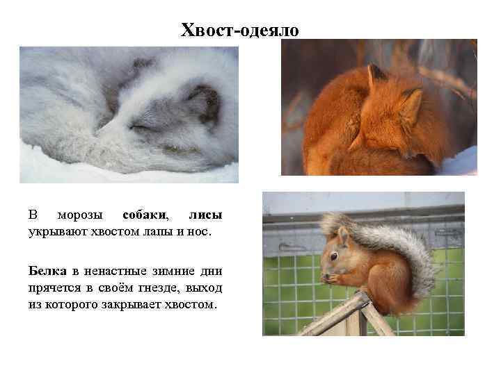 Хвост-одеяло В морозы собаки, лисы укрывают хвостом лапы и нос. Белка в ненастные зимние