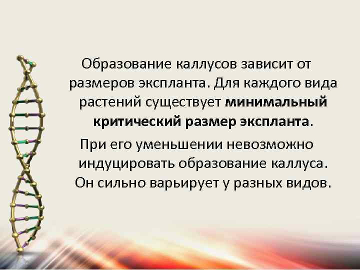 Образование каллусов зависит от размеров экспланта. Для каждого вида растений существует минимальный критический размер