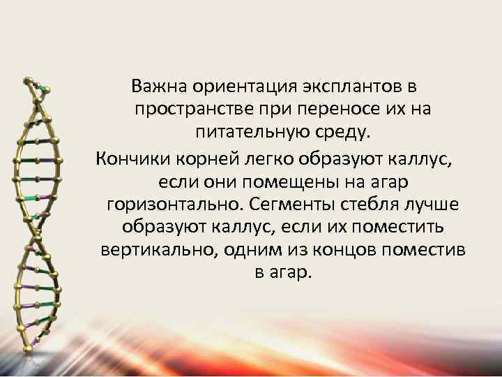 Важна ориентация эксплантов в пространстве при переносе их на питательную среду. Кончики корней легко