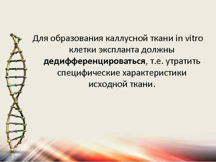 Для образования каллусной ткани in vitro клетки экспланта должны дедифференцироваться, т. е. утратить специфические