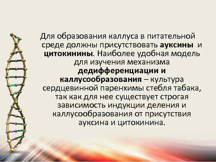 Для образования каллуса в питательной среде должны присутствовать ауксины и цитокинины. Наиболее удобная модель