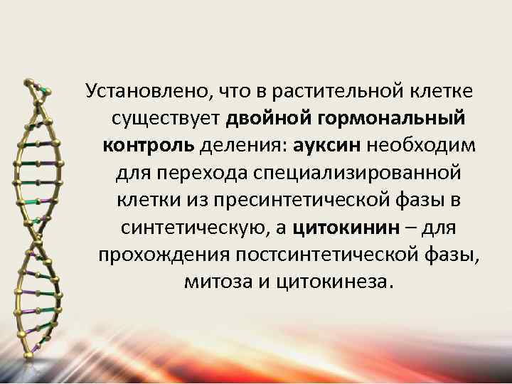 Установлено, что в растительной клетке существует двойной гормональный контроль деления: ауксин необходим для перехода