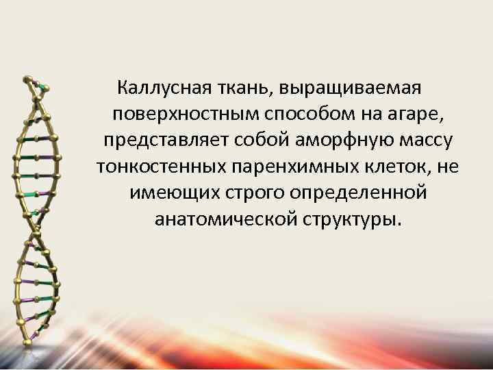 Каллусная ткань, выращиваемая поверхностным способом на агаре, представляет собой аморфную массу тонкостенных паренхимных клеток,