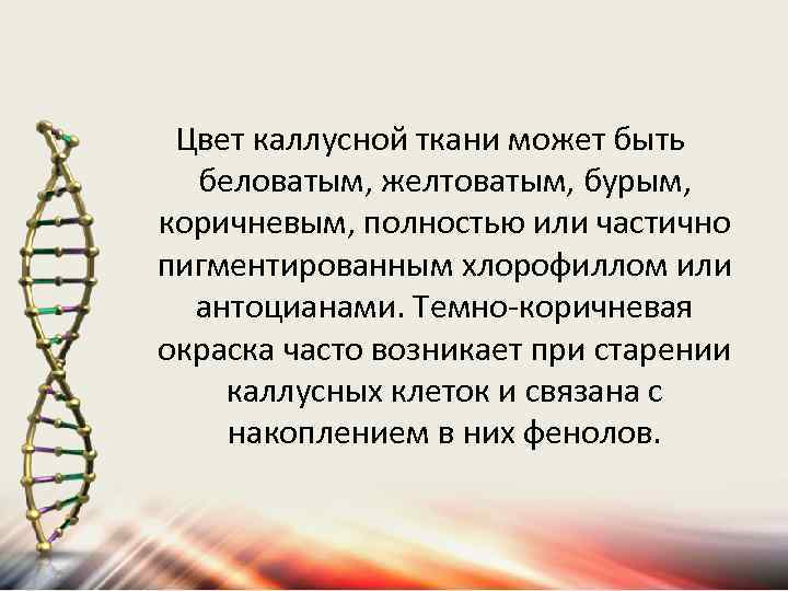 Цвет каллусной ткани может быть беловатым, желтоватым, бурым, коричневым, полностью или частично пигментированным хлорофиллом
