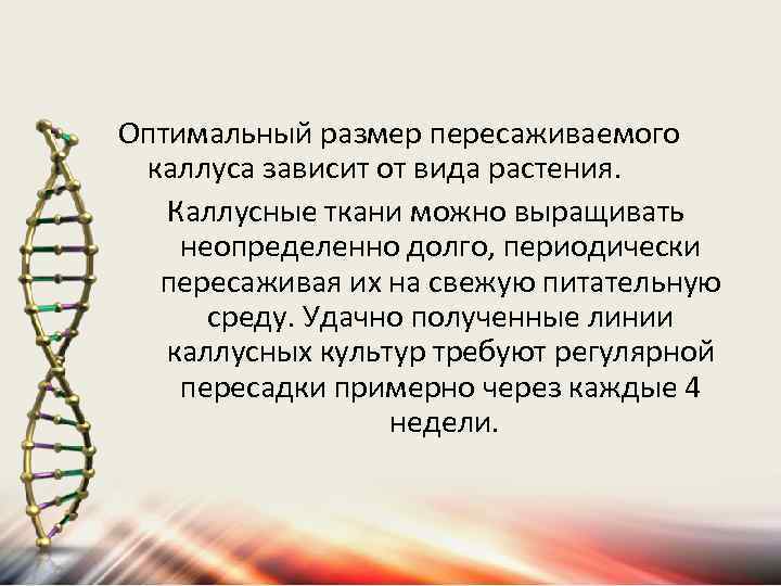 Оптимальный размер пересаживаемого каллуса зависит от вида растения. Каллусные ткани можно выращивать неопределенно долго,