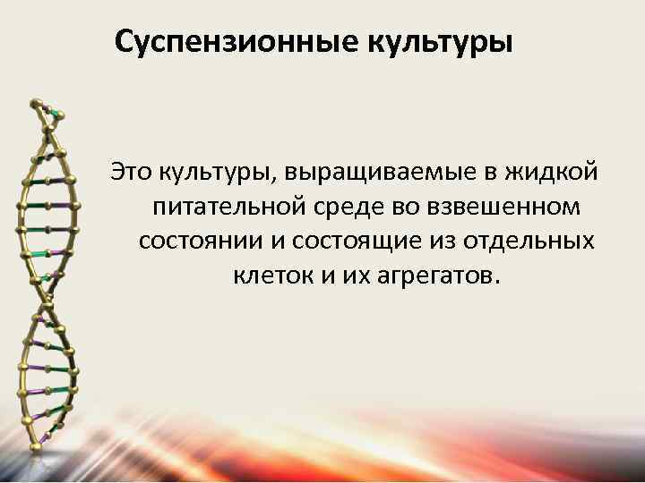 Суспензионные культуры Это культуры, выращиваемые в жидкой питательной среде во взвешенном состоянии и состоящие