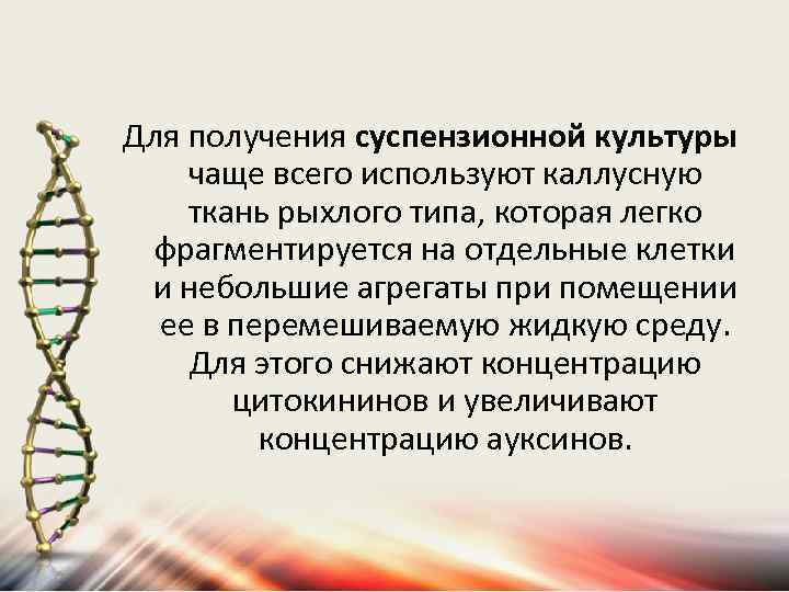 Для получения суспензионной культуры чаще всего используют каллусную ткань рыхлого типа, которая легко фрагментируется