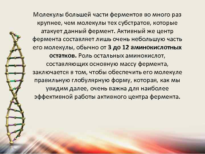 Молекулы большей части ферментов во много раз крупнее, чем молекулы тех субстратов, которые атакует