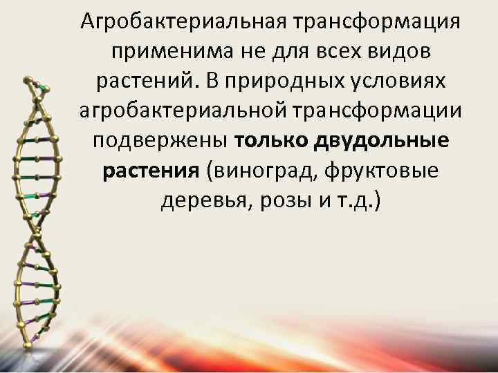 Агробактериальная трансформация применима не для всех видов растений. В природных условиях агробактериальной трансформации подвержены