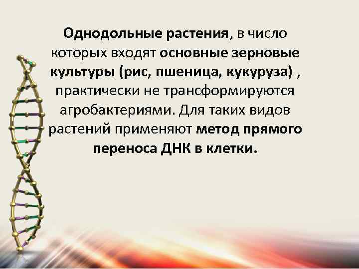 Однодольные растения, в число которых входят основные зерновые культуры (рис, пшеница, кукуруза) , практически