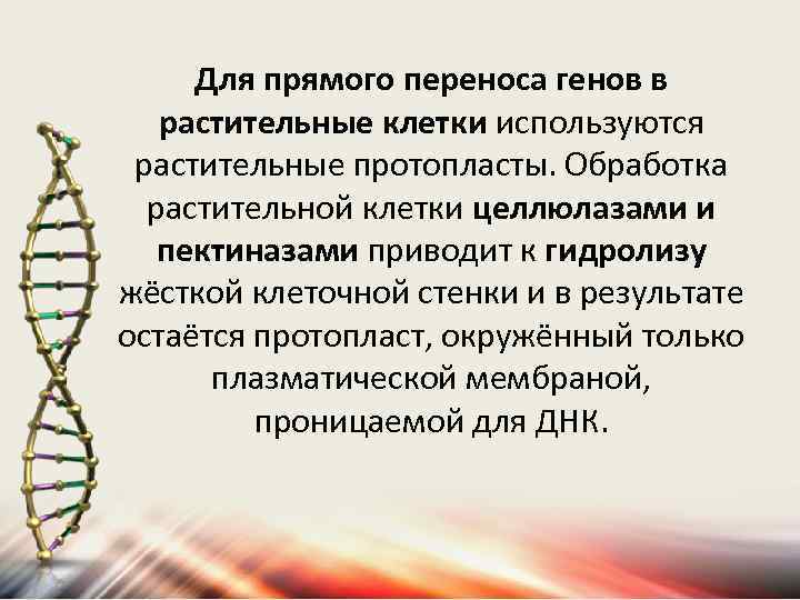 Для прямого переноса генов в растительные клетки используются растительные протопласты. Обработка растительной клетки целлюлазами