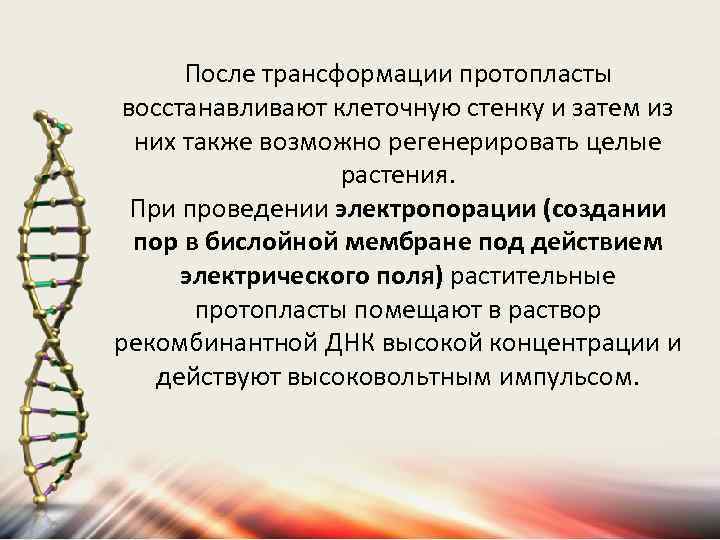 После трансформации протопласты восстанавливают клеточную стенку и затем из них также возможно регенерировать целые