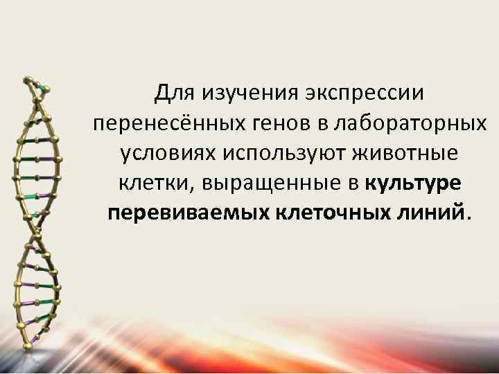 Для изучения экспрессии перенесённых генов в лабораторных условиях используют животные клетки, выращенные в культуре