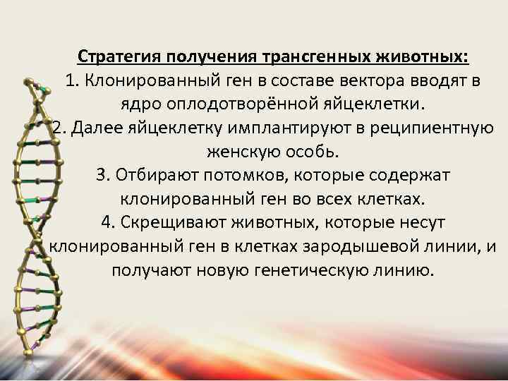 Стратегия получения трансгенных животных: 1. Клонированный ген в составе вектора вводят в ядро оплодотворённой