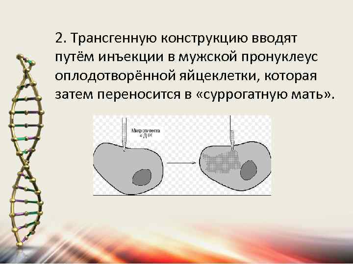 2. Трансгенную конструкцию вводят путём инъекции в мужской пронуклеус оплодотворённой яйцеклетки, которая затем переносится