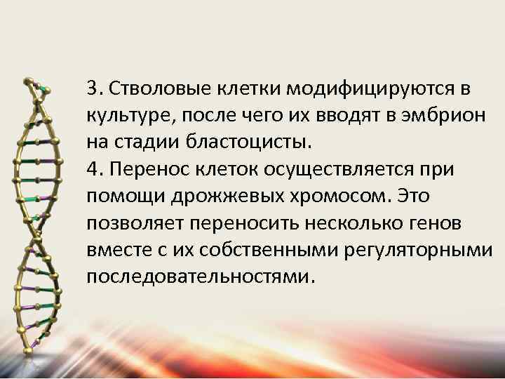 3. Стволовые клетки модифицируются в культуре, после чего их вводят в эмбрион на стадии