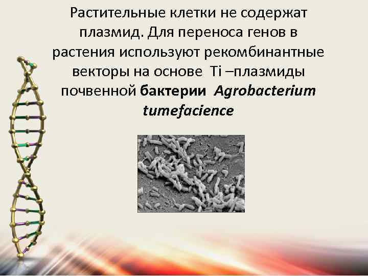 Растительные клетки не содержат плазмид. Для переноса генов в растения используют рекомбинантные векторы на