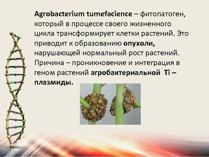 Agrobacterium tumefacience – фитопатоген, который в процессе своего жизненного цикла трансформирует клетки растений. Это