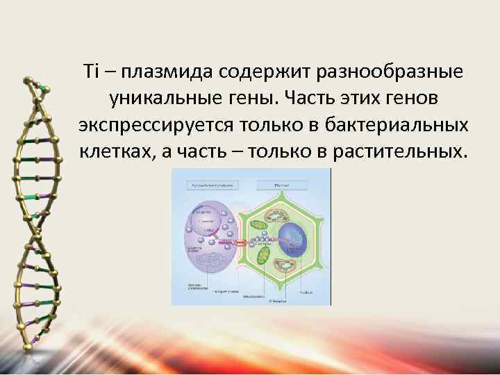 Тi – плазмида содержит разнообразные уникальные гены. Часть этих генов экспрессируется только в бактериальных