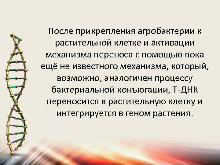 После прикрепления агробактерии к растительной клетке и активации механизма переноса с помощью пока ещё