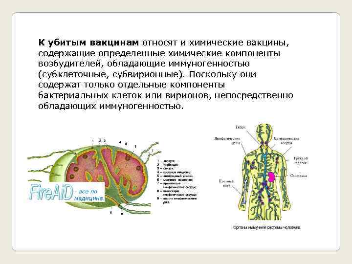 К убитым вакцинам относят и химические вакцины, содержащие определенные химические компоненты возбудителей, обладающие иммуногенностью