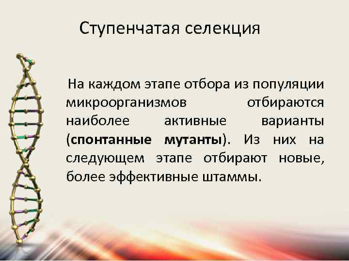 Ступенчатая селекция На каждом этапе отбора из популяции микроорганизмов отбираются наиболее активные варианты (спонтанные