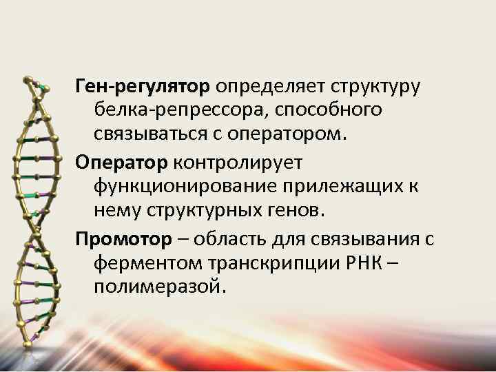 Ген-регулятор определяет структуру белка-репрессора, способного связываться с оператором. Оператор контролирует функционирование прилежащих к нему