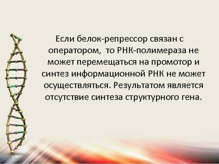 Если белок-репрессор связан с оператором, то РНК-полимераза не может перемещаться на промотор и синтез